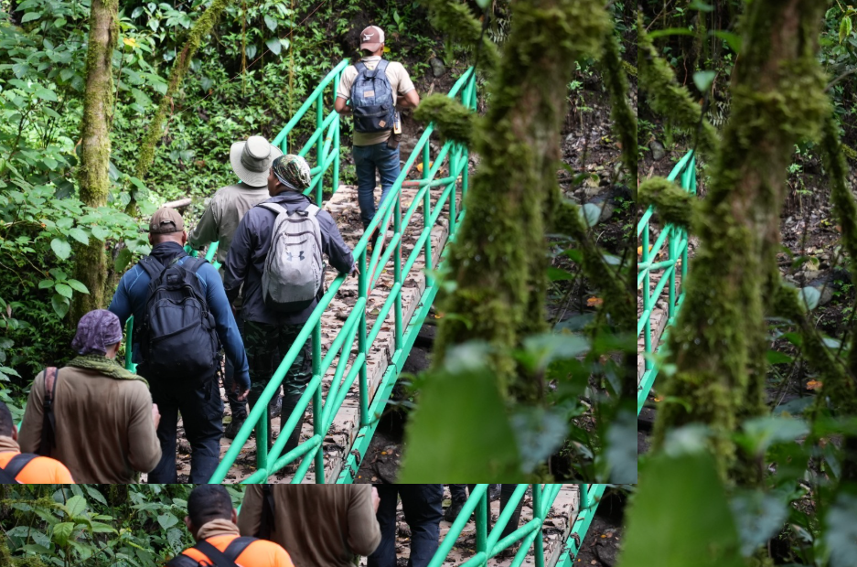 Sendero Los Quetzales, Near Boquete, Panama